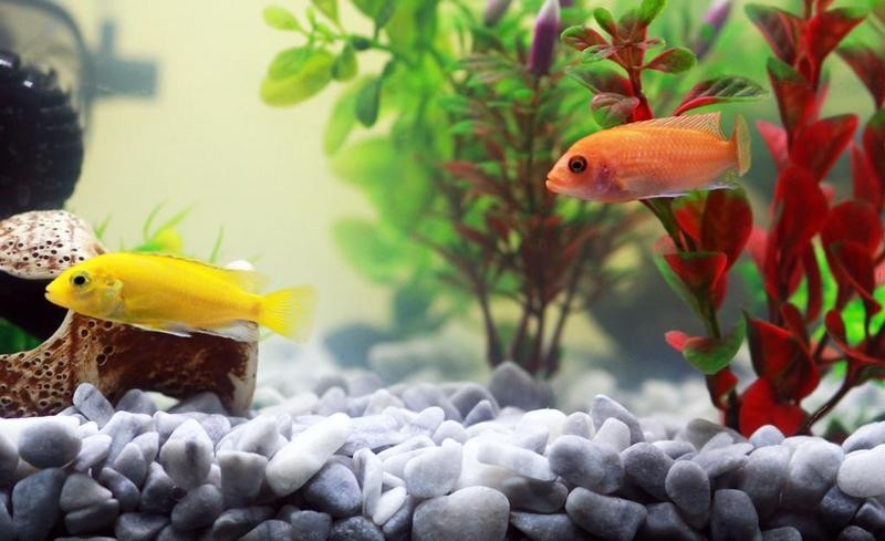 金龍魚魚缸背景圖片