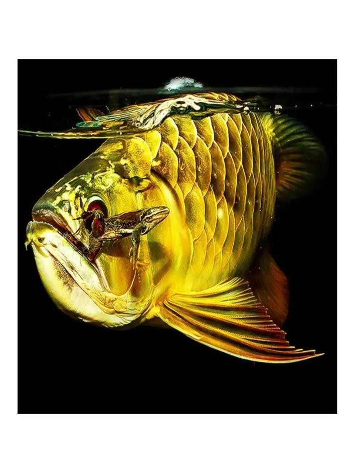 金龍魚魚缸背景圖片
