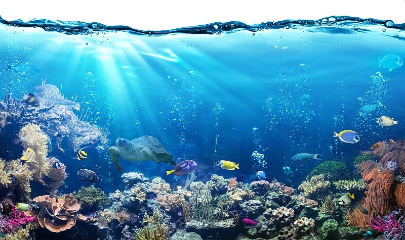 金龍魚魚缸背景圖片