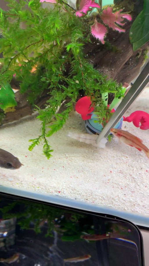 斑馬魚和龍魚能混養(yǎng)嗎圖片大全 斑馬魚和龍魚能混養(yǎng)嗎圖片大全 龍魚百科 第1張