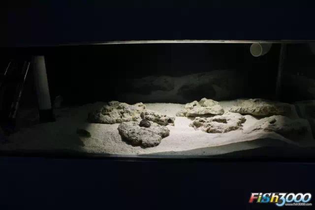 斑馬魚和龍魚能混養(yǎng)嗎圖片大全 斑馬魚和龍魚能混養(yǎng)嗎圖片大全 龍魚百科 第30張