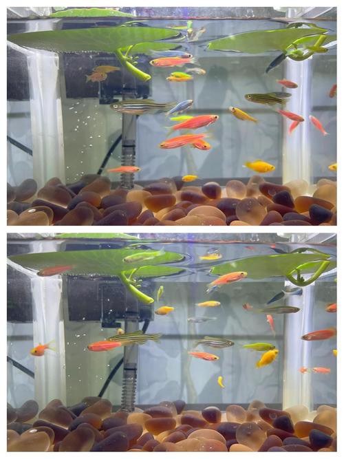 斑馬魚和龍魚能混養(yǎng)嗎圖片大全 斑馬魚和龍魚能混養(yǎng)嗎圖片大全 龍魚百科 第12張