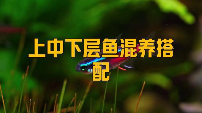 斑馬魚和龍魚能混養(yǎng)嗎圖片大全 斑馬魚和龍魚能混養(yǎng)嗎圖片大全 龍魚百科 第28張