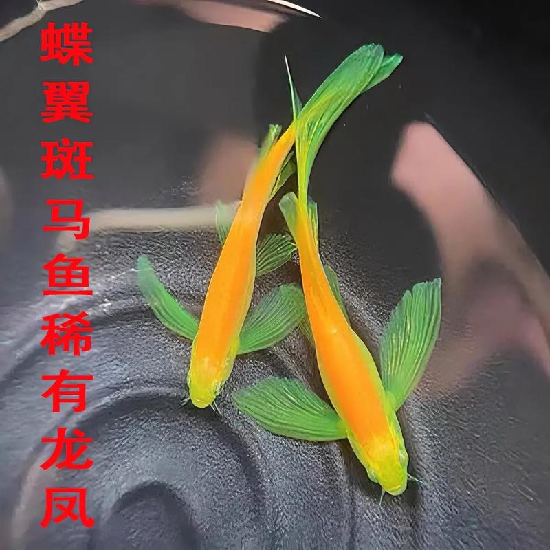 斑馬魚和龍魚能混養(yǎng)嗎圖片大全 斑馬魚和龍魚能混養(yǎng)嗎圖片大全 龍魚百科 第7張