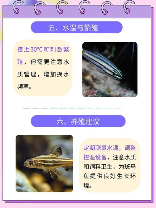 斑馬魚和龍魚能混養(yǎng)嗎圖片大全 斑馬魚和龍魚能混養(yǎng)嗎圖片大全 龍魚百科 第25張