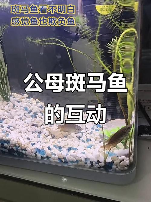 斑馬魚和龍魚能混養(yǎng)嗎圖片大全 斑馬魚和龍魚能混養(yǎng)嗎圖片大全 龍魚百科 第16張