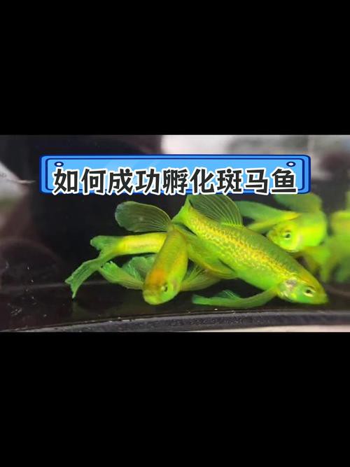 斑馬魚和龍魚能混養(yǎng)嗎圖片大全 斑馬魚和龍魚能混養(yǎng)嗎圖片大全 龍魚百科 第19張