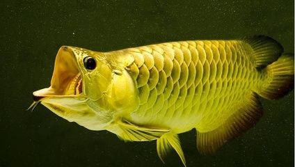 龍魚(yú)會(huì)把自己餓死嗎（龍魚(yú)在特定條件下有可能餓死，但具體情況取決于多種因素）