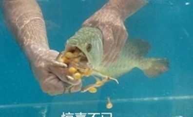 龍魚(yú)會(huì)把自己餓死嗎（龍魚(yú)在特定條件下有可能餓死，但具體情況取決于多種因素）