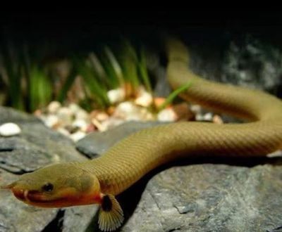 龍魚市場的前景如何