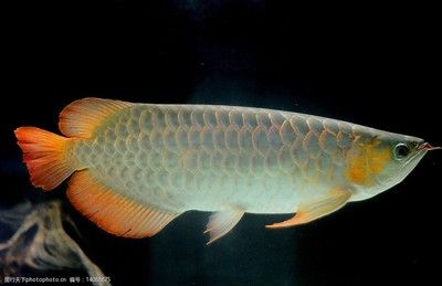 龍魚剛回來趴缸了怎么辦：入缸頭2-3天內不要急著給龍魚喂食