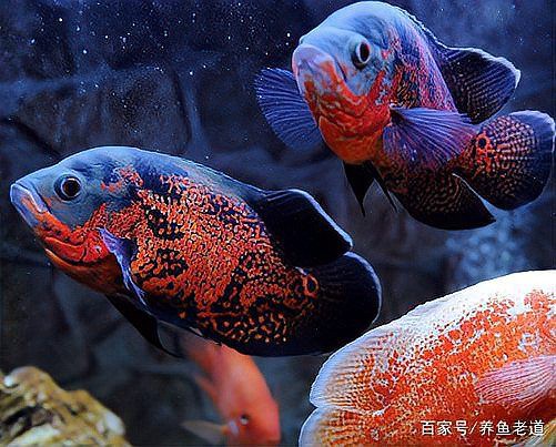 金龍魚(yú)和什么混養(yǎng)好