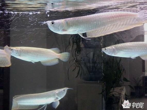 七彩銀龍魚和銀龍魚哪個好養