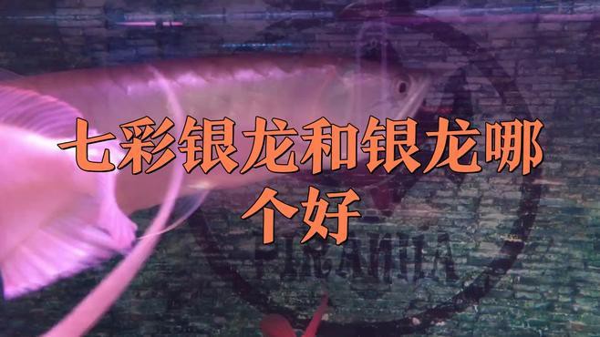 七彩銀龍魚和銀龍魚哪個好養