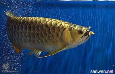 龍魚怎么養(yǎng)大一點：養(yǎng)龍魚的注意事項