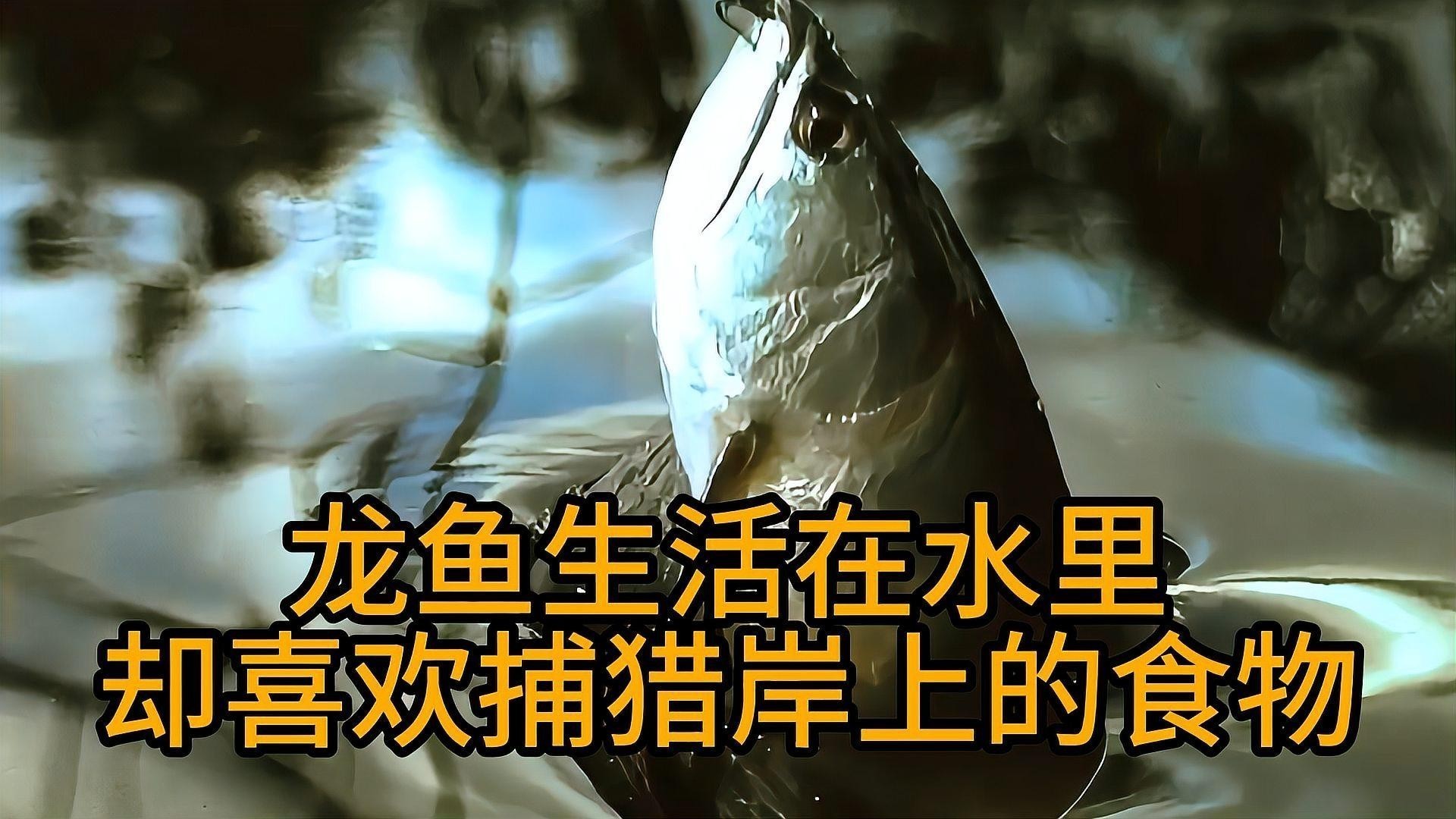 龍魚長啥樣