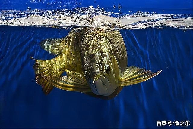 龍魚長啥樣