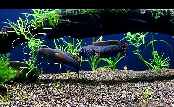 赤血雷龍魚 赤血雷龍魚 龍魚百科 第16張