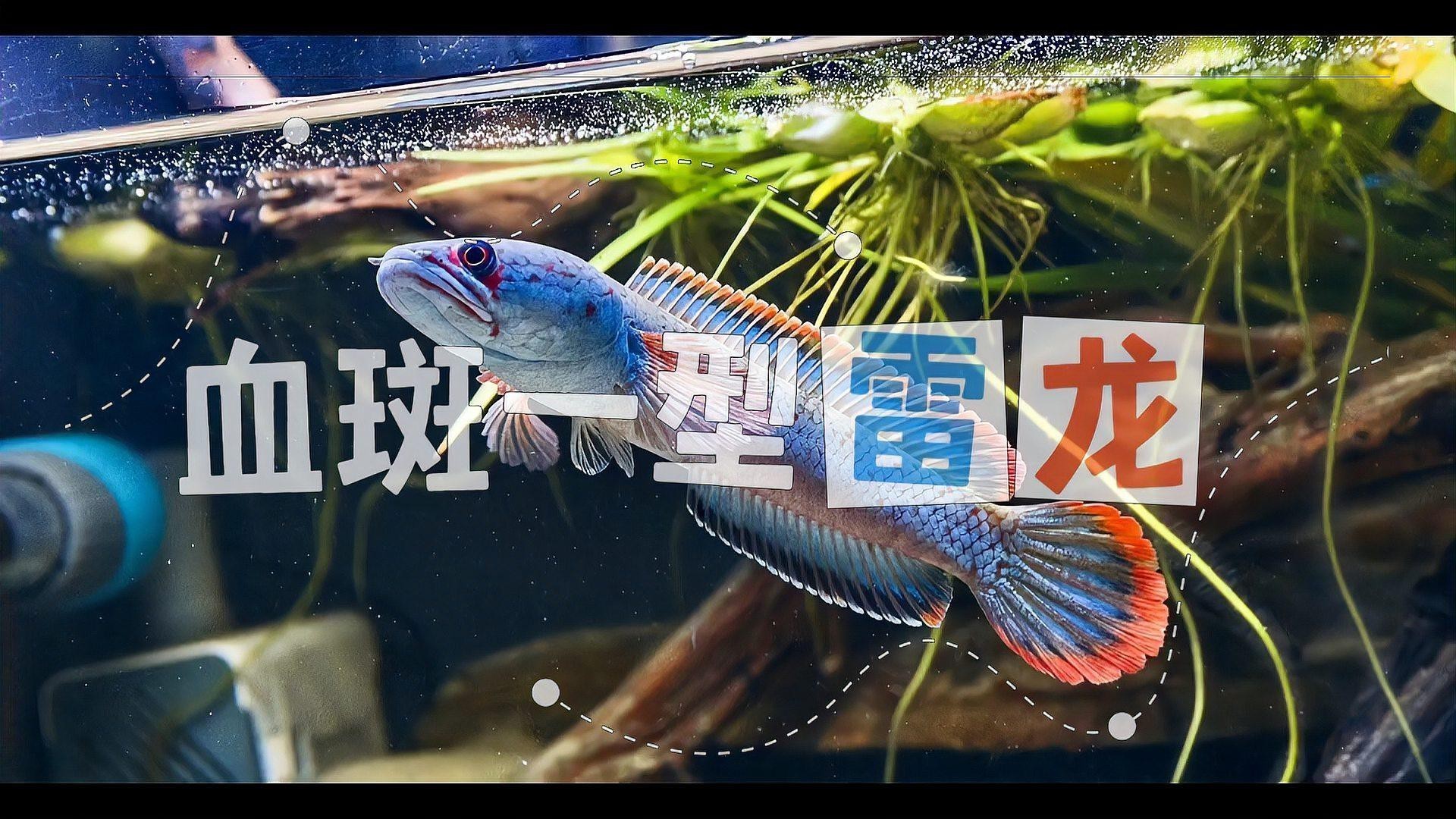 赤血雷龍魚 赤血雷龍魚 龍魚百科 第6張