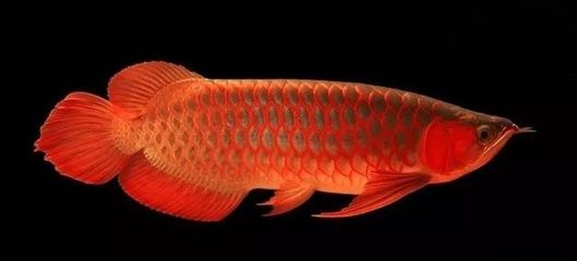 龍魚燈是否需要24小時開著（龍魚燈并不需要24小時開著）