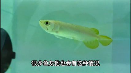 龍魚燈是否需要24小時開著（龍魚燈并不需要24小時開著）