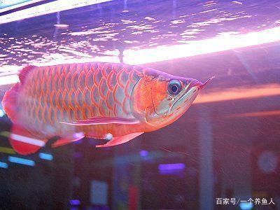 龍魚燈是否需要24小時開著（龍魚燈并不需要24小時開著）