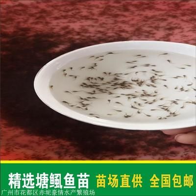 塘鲺魚苗適宜的水質標準：塘鲺魚苗最佳養殖水溫，塘鲺魚苗溶解氧管理技巧 塘鲺魚苗適宜的水質標準：塘鲺魚苗最佳養殖水溫，塘鲺魚苗溶解氧管理技巧 龍魚百科 第5張