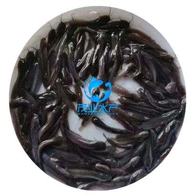 塘鲺魚苗適宜的水質標準：塘鲺魚苗最佳養殖水溫，塘鲺魚苗溶解氧管理技巧 塘鲺魚苗適宜的水質標準：塘鲺魚苗最佳養殖水溫，塘鲺魚苗溶解氧管理技巧 龍魚百科 第4張