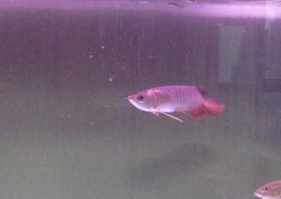 龍魚翻鰓可以喂食嗎：-巴卡雷龍魚-龍魚沉頭能自愈嗎