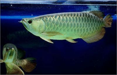 龍魚鑒賞標準是什么，龍魚的鑒賞標準