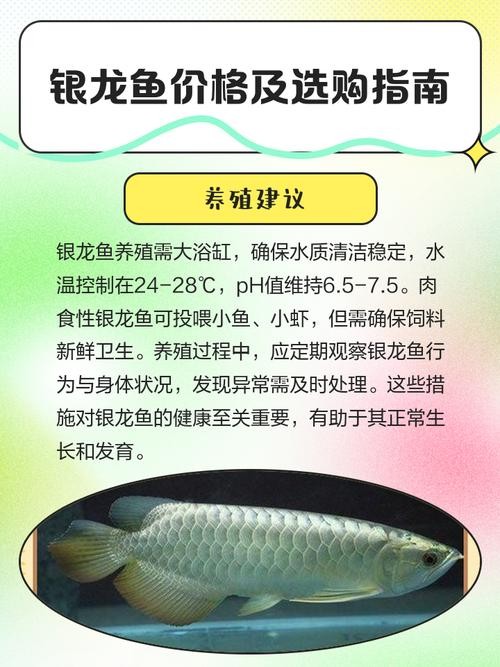 銀龍魚的價格一般是多少？