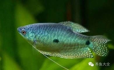 龍魚魚鰭斷了能再生嗎圖片：龍魚魚鰭斷了能再生嗎？ 龍魚魚鰭斷了能再生嗎圖片：龍魚魚鰭斷了能再生嗎？ 龍魚百科 第2張