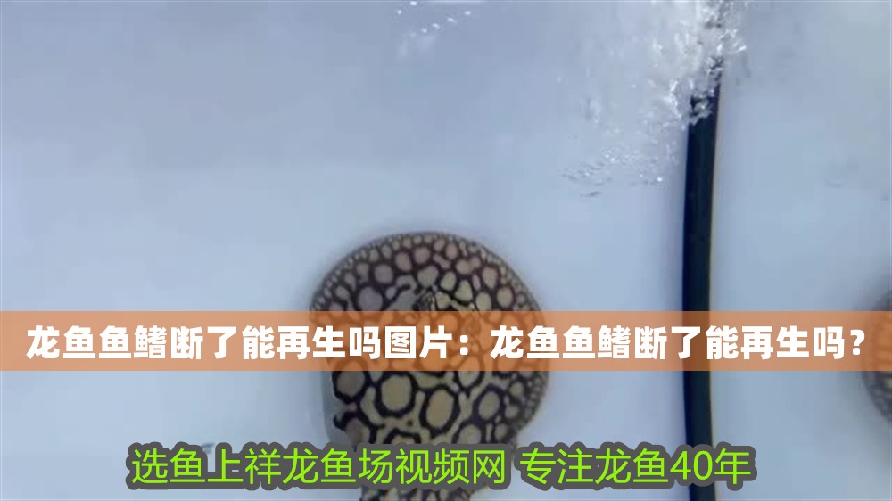 龍魚魚鰭斷了能再生嗎圖片：龍魚魚鰭斷了能再生嗎？ 龍魚魚鰭斷了能再生嗎圖片：龍魚魚鰭斷了能再生嗎？ 龍魚百科 第1張