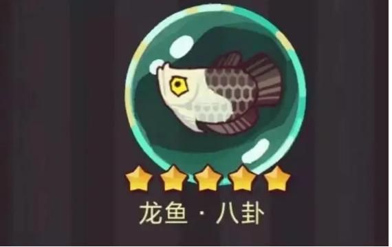 佩戴龍魚有什么好處嗎：佩戴龍魚有什么好處