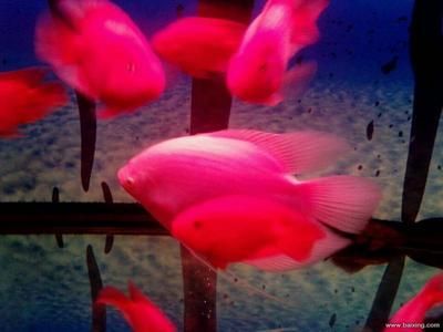 龍魚眼睛紅色正常嗎：龍魚眼睛紅色可能是正常現(xiàn)象，可能是某些健康問題的表現(xiàn)