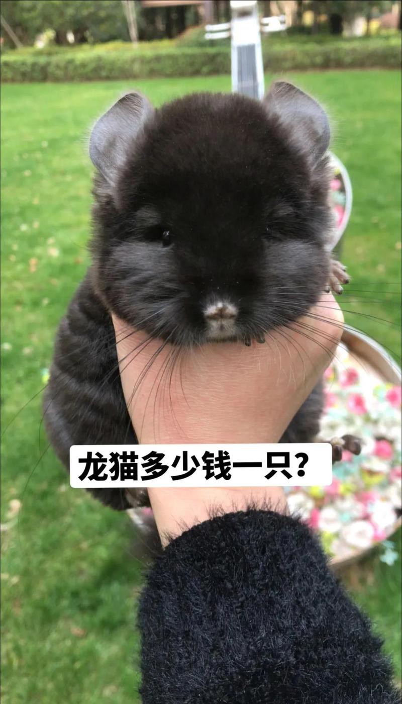 金色龍貓和白色龍貓哪個(gè)更稀有？