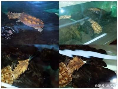 和龍魚混養(yǎng)的龜類：將龜類與龍魚混養(yǎng)的龜類與龍魚混養(yǎng)時需要注意以下幾點(diǎn)