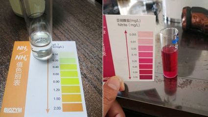 如何監(jiān)測水族箱中的氨氮含量（監(jiān)測水族箱中氨氮含量的方法）