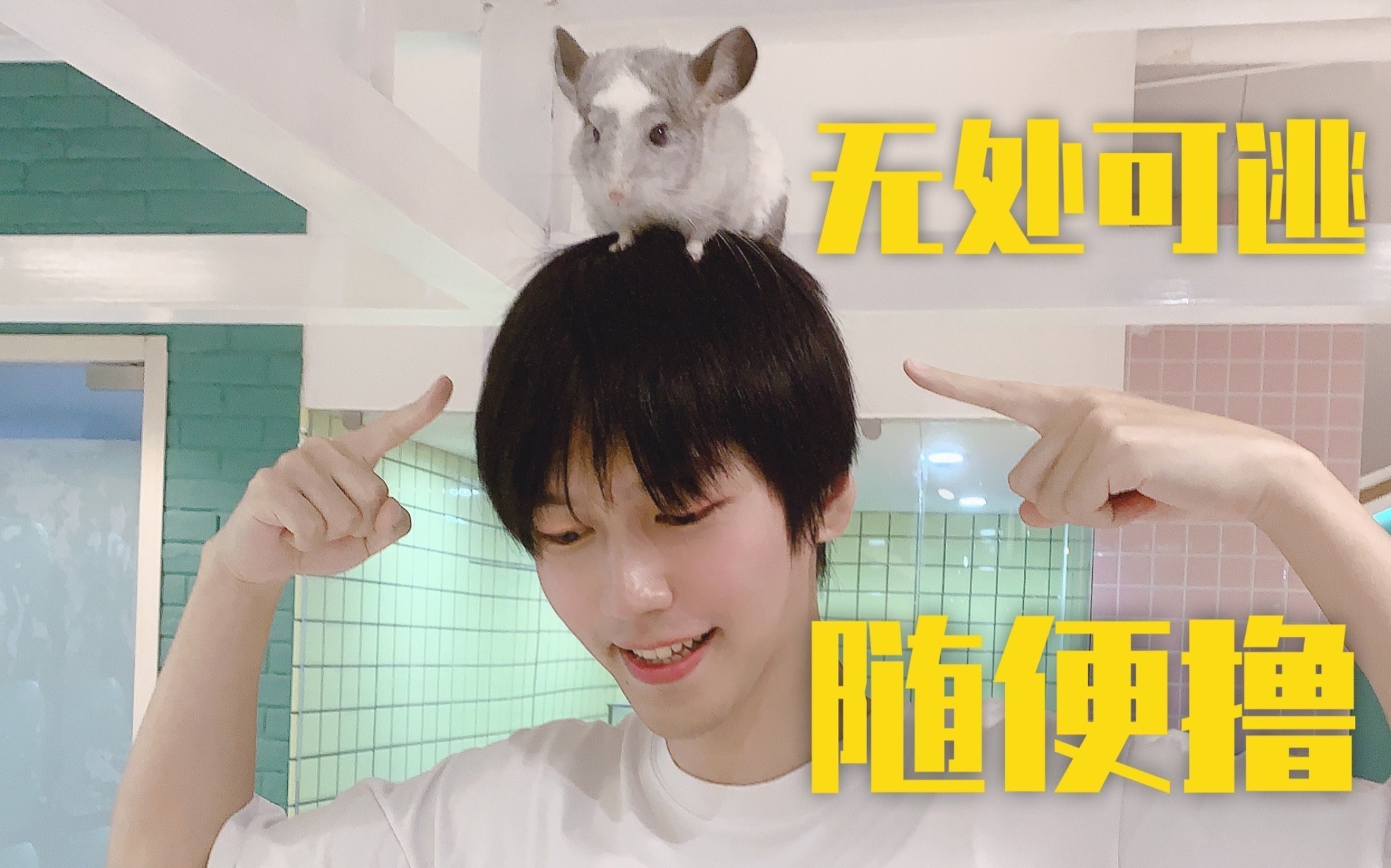 如何科學飼養龍貓和荷蘭豬？