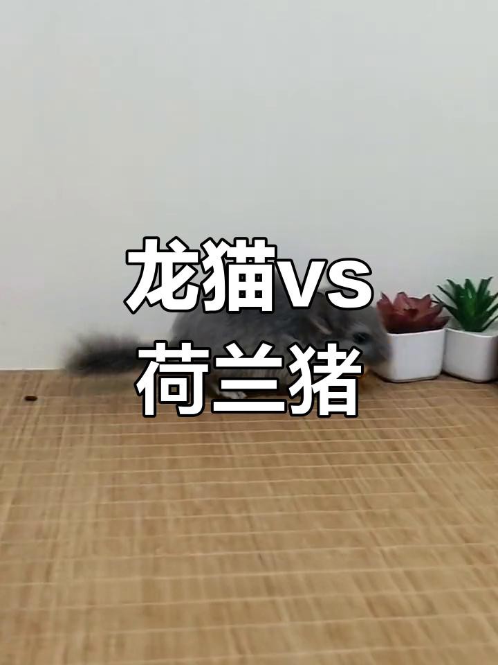 如何科學飼養龍貓和荷蘭豬？