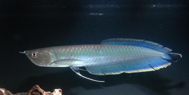 黃色的銀龍魚(yú)（銀龍魚(yú)品種及飼養(yǎng)知識(shí)介紹銀龍魚(yú)品種及飼養(yǎng)知識(shí)介紹） 黃色的銀龍魚(yú)（銀龍魚(yú)品種及飼養(yǎng)知識(shí)介紹銀龍魚(yú)品種及飼養(yǎng)知識(shí)介紹） 龍魚(yú)百科 第1張