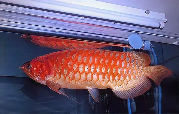 如何鑒別紅龍魚的品質(zhì)和血統(tǒng)？ 如何鑒別紅龍魚的品質(zhì)和血統(tǒng)？ 龍魚百科 第1張