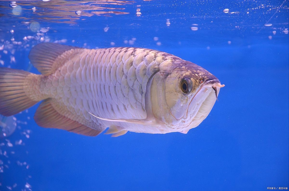 龍魚弓背恢復期間需要喂食嗎？ 龍魚弓背恢復期間需要喂食嗎？ 龍魚百科 第5張