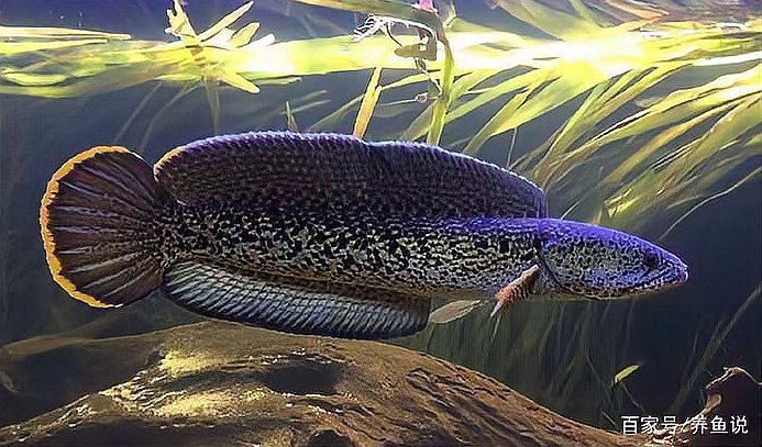 金龍魚和雷龍魚可以混養嗎圖片對比