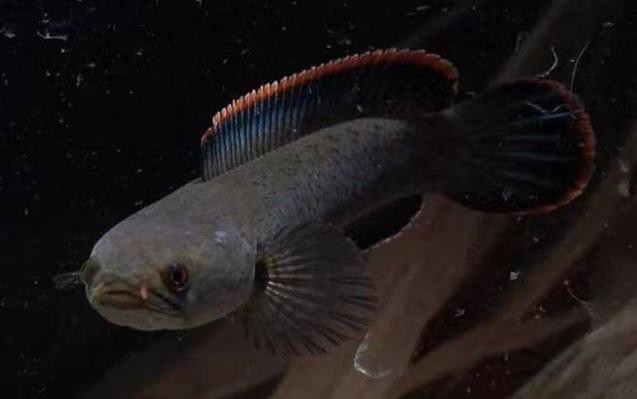 金龍魚和雷龍魚可以混養嗎圖片對比