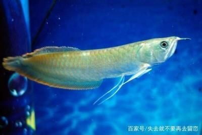 銀龍魚細(xì)菌感染腹部是什么病（銀龍魚腹部異常可能是細(xì)菌性腸炎或其他細(xì)菌感染所致）
