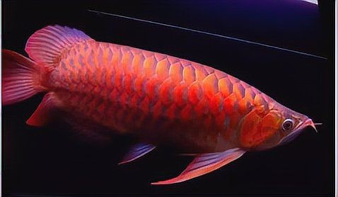 紅龍發(fā)色后的生活習(xí)性變化