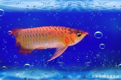 龍魚燈光照射最佳時間是幾點 龍魚燈光照射最佳時間是幾點 龍魚百科 第5張