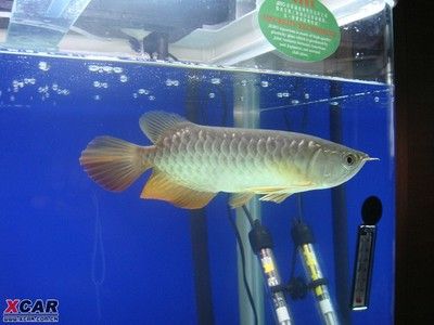 龍魚適合家里養嗎？