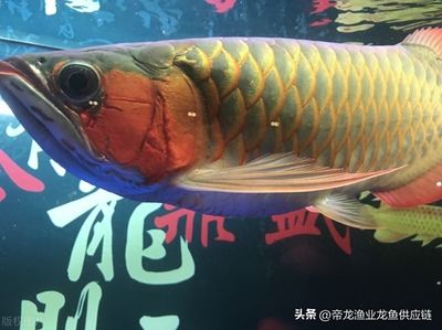龍魚適合家里養嗎？